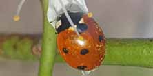 Coccinella a 7 punti, foto