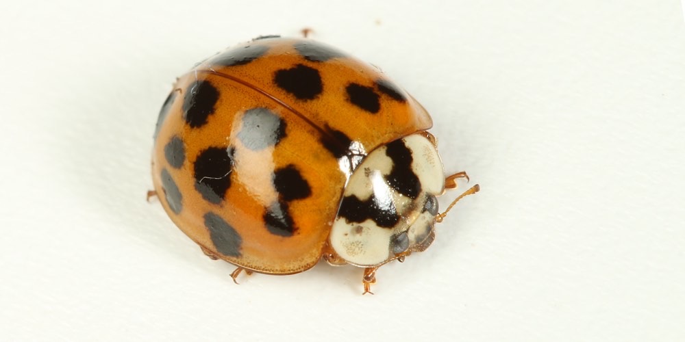 Coccinella asiatica (Harmonia axyridis), foto di esempio dell'animale.