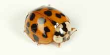 Coccinella asiatica, foto