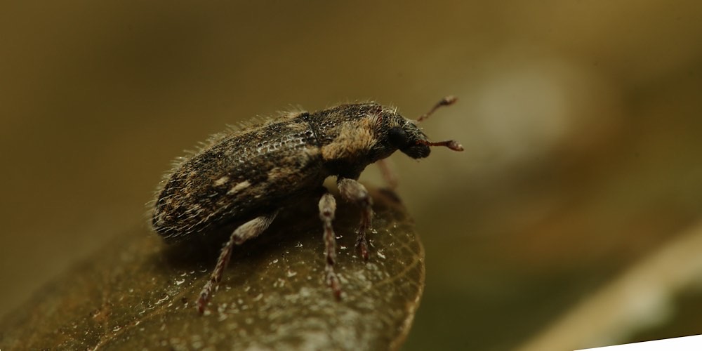 Punteruolo del cardo (Rhinocyllus conicus), foto di esempio dell'animale.