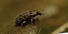 Rhinocyllus conicus, foto