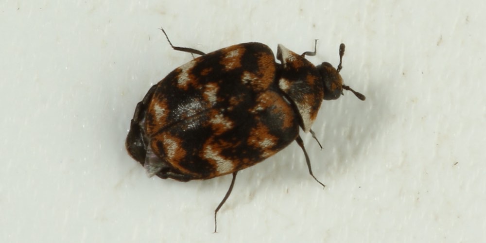Coleottero dei tappeti (Anthrenus verbasci), foto di esempio dell'animale.