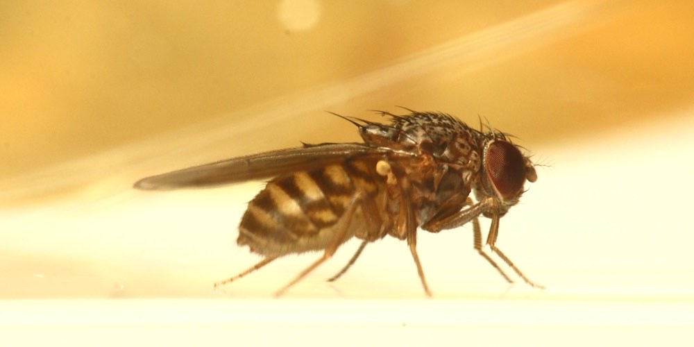 Moscerino della frutta (Drosophila melanogaster), foto di esempio dell'animale.