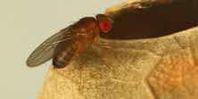Foto di Drosophila melanogaster