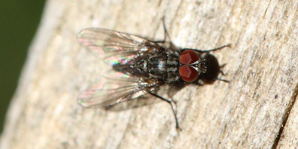 Mosca domestica (Musca domestica), foto di esempio dell'animale.