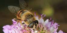 Foto di Eristalis tenax