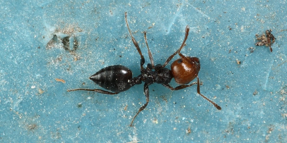 Formica testa rossa (Crematogaster scutellaris), foto di esempio dell'animale.