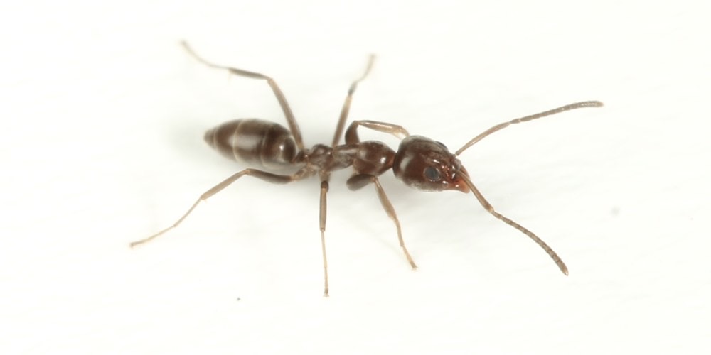 Formica argentina (Linepithema humile), foto di esempio dell'animale.