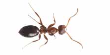 Foto di Colobopsis truncata