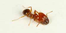 Foto di Pheidole pallidula