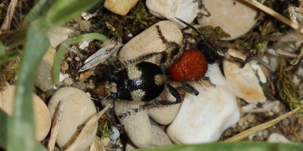 Dasylabris maura (), foto di esempio dell'animale.