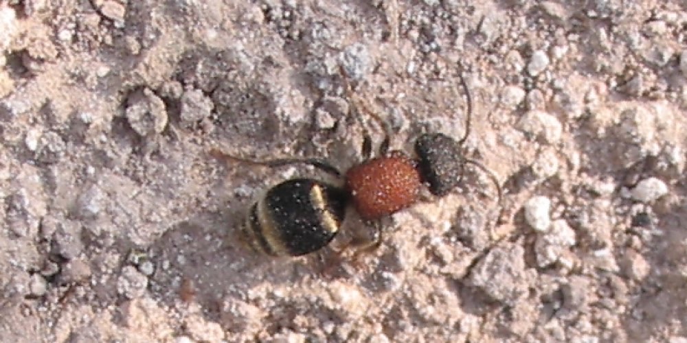 Tropidotilla litoralis (), foto di esempio dell'animale.