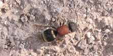 Foto di Tropidotilla litoralis