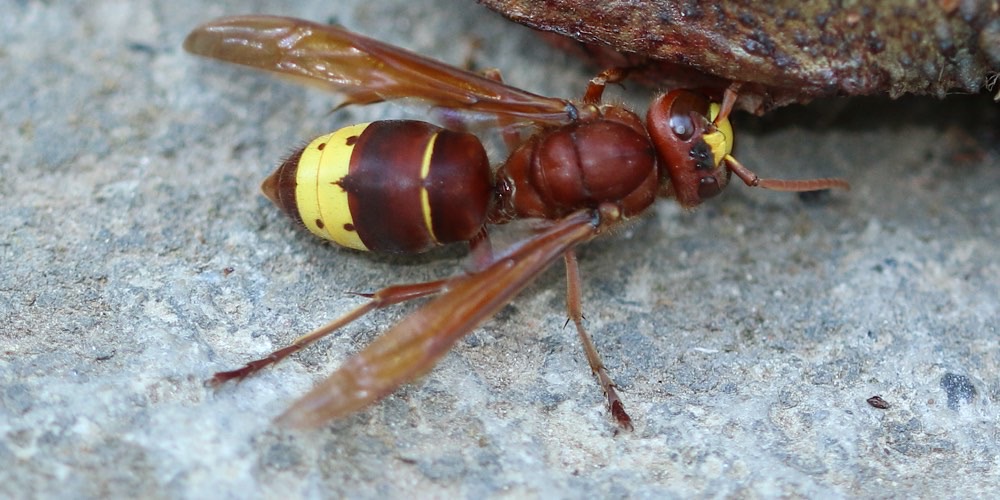 Calabrone orientale (Vespa orientalis), foto di esempio dell'animale.