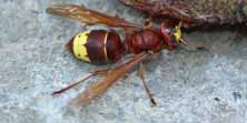 Foto di Vespa orientalis