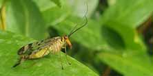 Mosca scorpione comune, foto