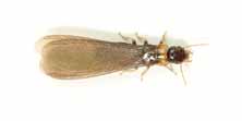 Kalotermes flavicollis, foto