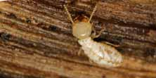 Reticulitermes lucifugus, foto
