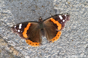 Vanessa (Vanessa atalanta), foto di esempio dell'animale.