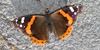 Vanessa, foto