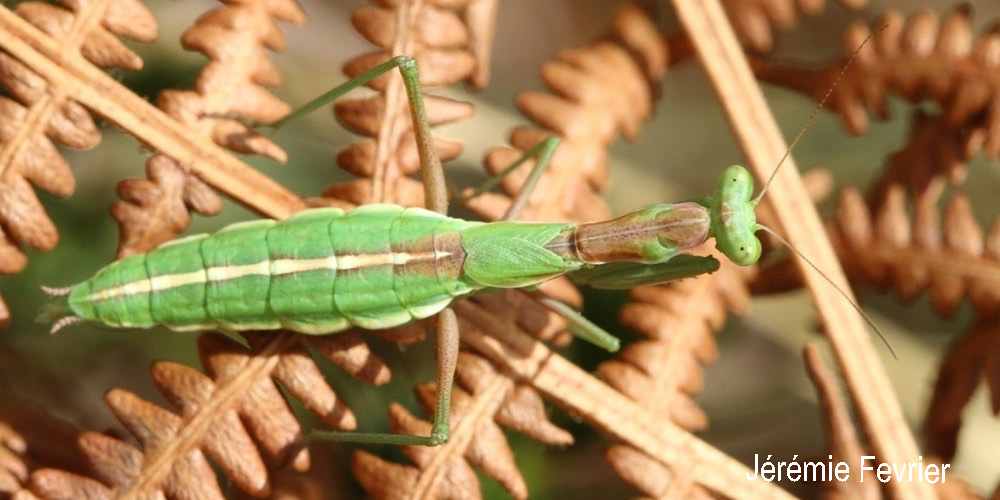 Mantide sarda (Ameles andreae), foto di esempio dell'animale.