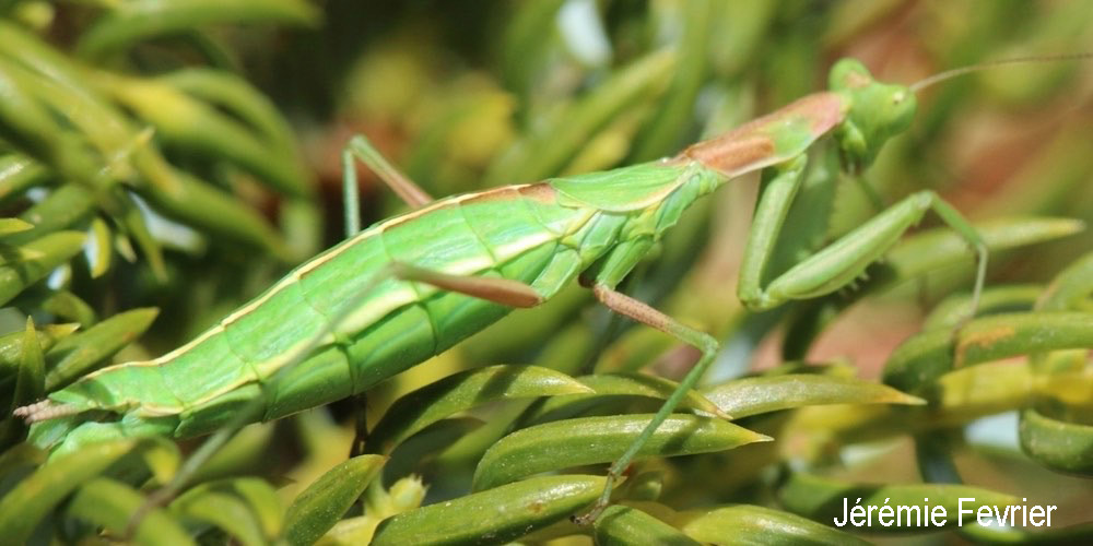 Mantide sarda (Ameles andreae)