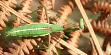 Ameles andreae, foto