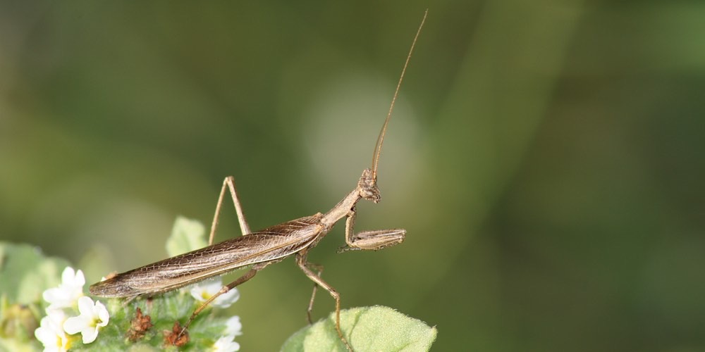 Ameles decolor (Mantide nana europea), foto di esempio dell'animale.