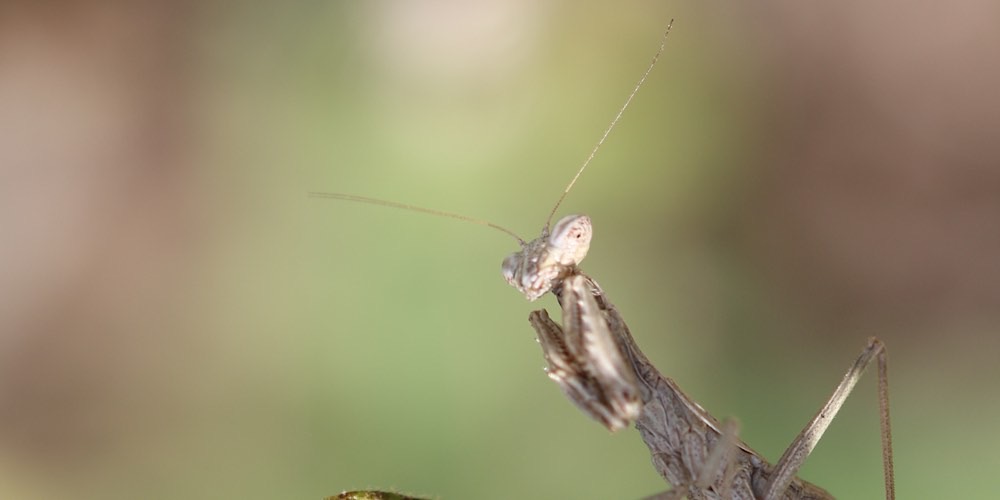 Ameles picteti (Mantide nana siciliana), foto di esempio dell'animale.