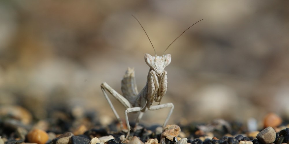 Ameles spallanzania (Mantide nana europea), foto di esempio dell'animale.