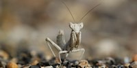 Ameles spallanzania, scheda. Ameles spallanzania, foto