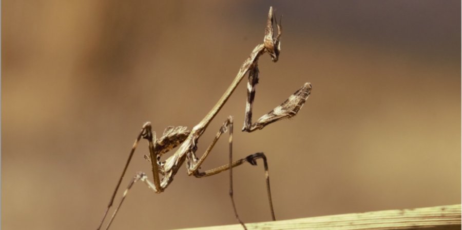 Empusa fasciata (Conehead east mantis), foto di esempio dell'animale.