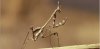 Empusa fasciata, scheda. Empusa fasciata, foto