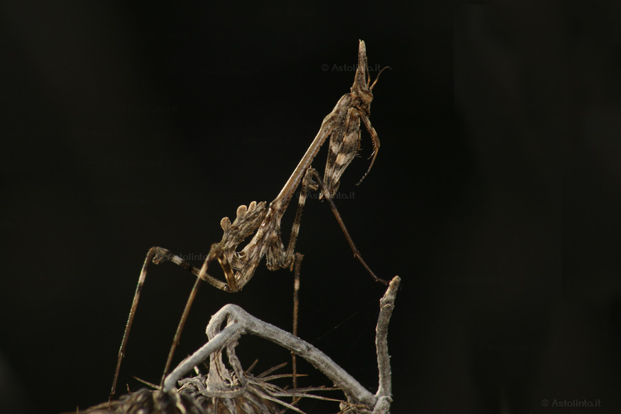 Empusa pennata (), foto di esempio dell'animale.
