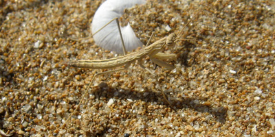 Geomantis larvoides (Geomantis larvoides), foto di esempio dell'animale.