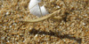 Geomantis larvoides, scheda. Geomantis larvoides, foto