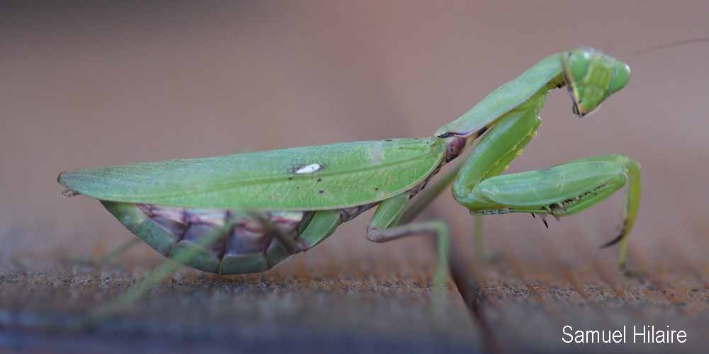 Mantide indocinese (Hierodula patellifera), foto di esempio dell'animale.