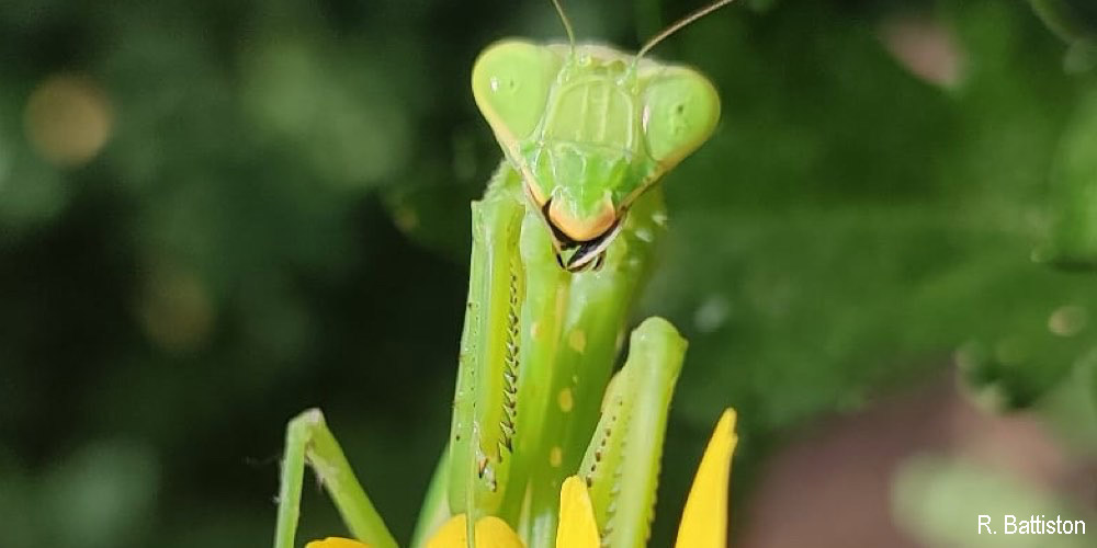 Mantide indocinese (Hierodula patellifera)