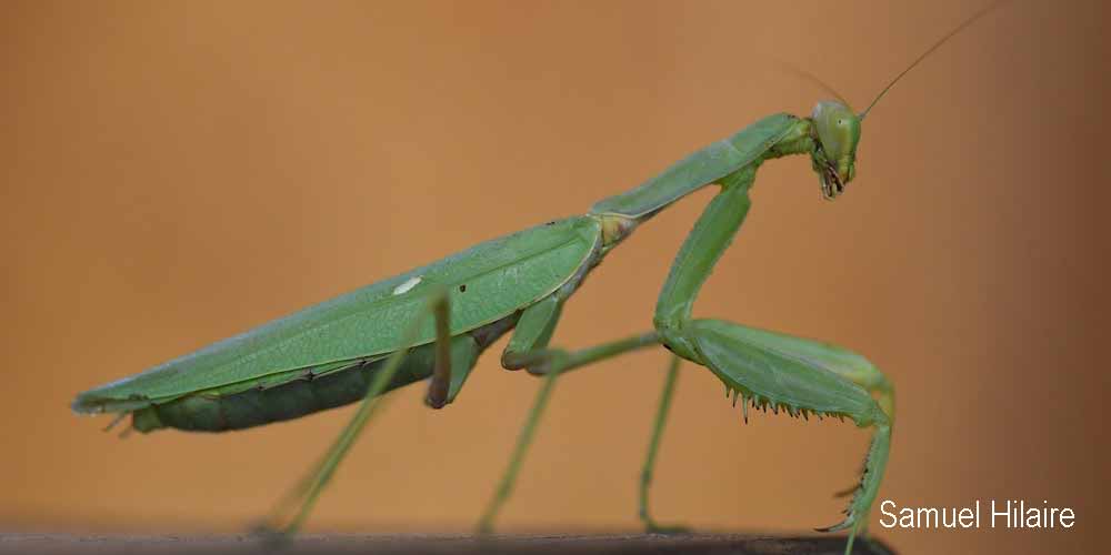 Mantide asiatica (Hierodula tenuidentata), foto di esempio dell'animale.