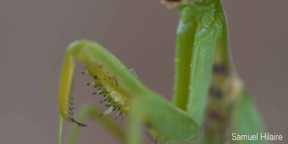 Mantide asiatica (Hierodula tenuidentata), comportamento e curiosità Mantide asiatica (Hierodula tenuidentata)