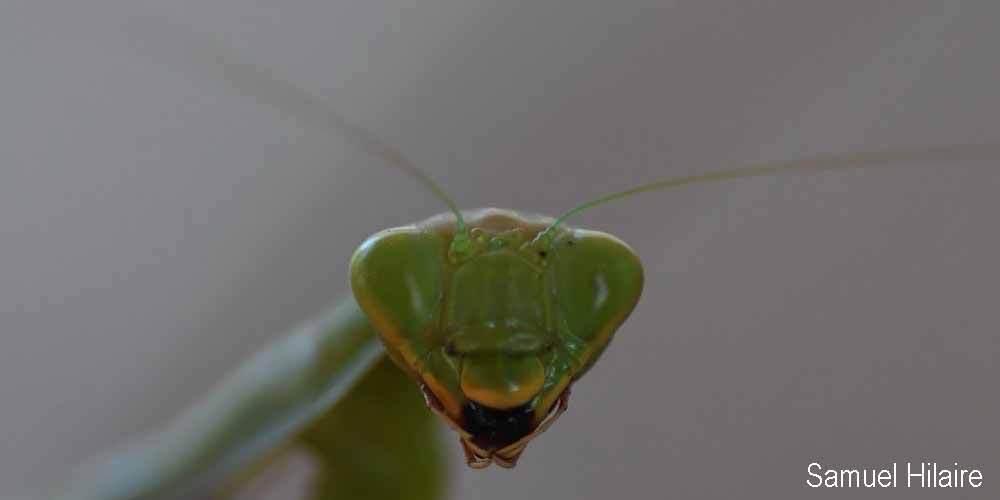 Mantide asiatica (Hierodula tenuidentata), seconda foto Mantide asiatica (Hierodula tenuidentata)