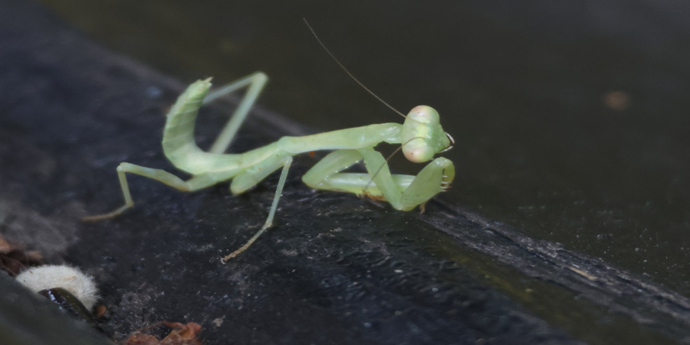Mantide asiatica (Hierodula tenuidentata), caratteristiche e comportamento Mantide asiatica (Hierodula tenuidentata)