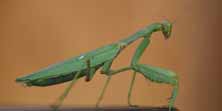 Hierodula tenuidentata, foto