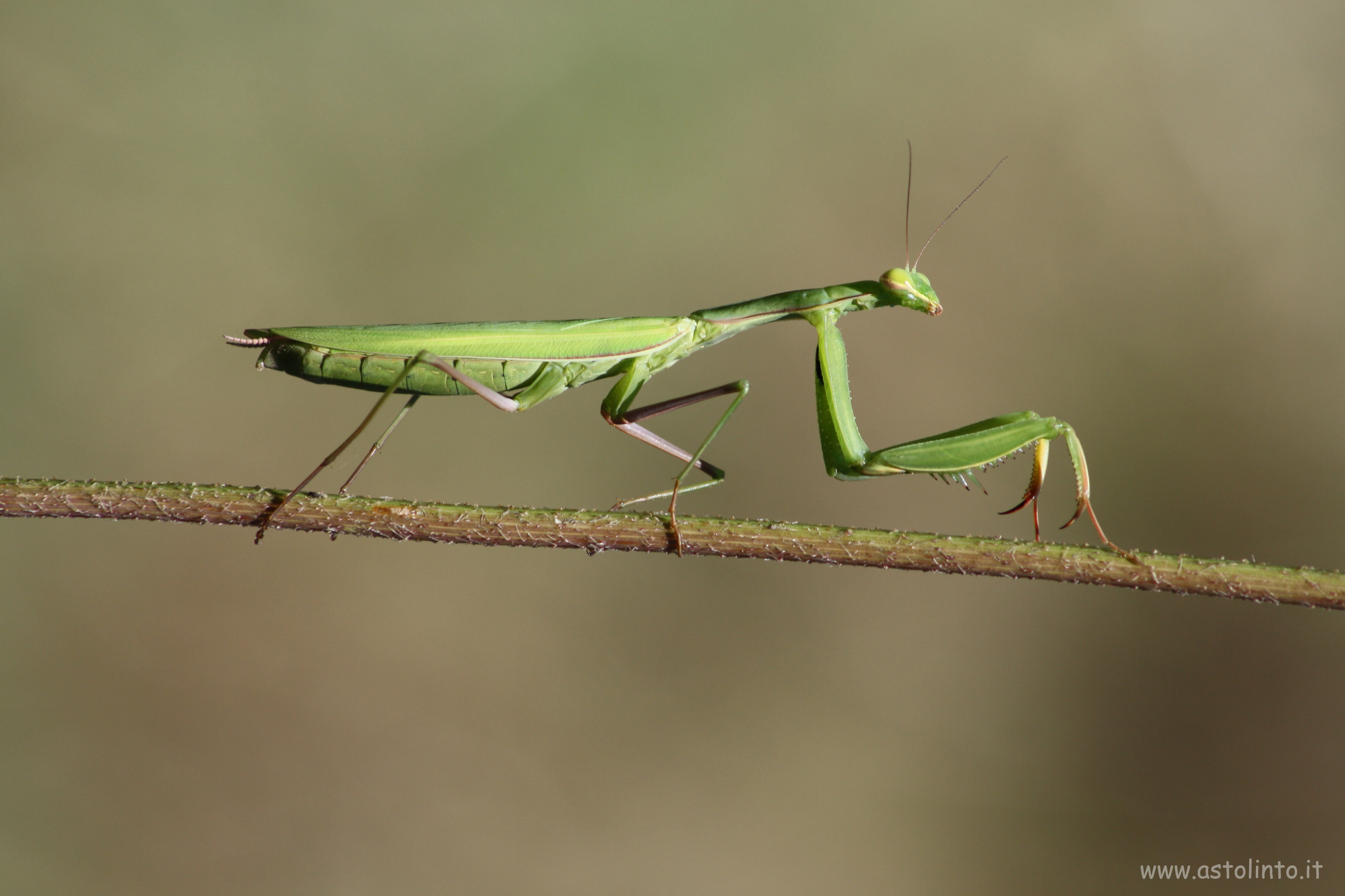 Mantide religiosa (Mantis religiosa), foto di esempio dell'animale.