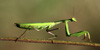 Mantis religiosa, scheda. Mantis religiosa, foto