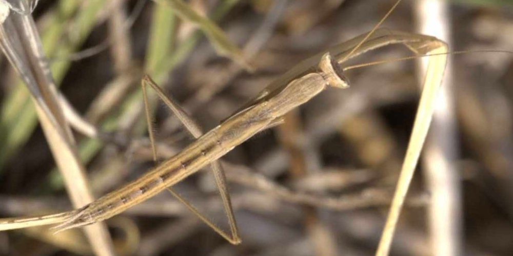 Pseudoyersinia lagrecai (Pseudoyersinia lagrecai), foto di esempio dell'animale.