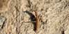 Pseudoyersinia lagrecai, scheda. Pseudoyersinia lagrecai, foto