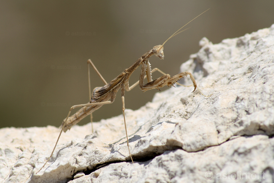 Rivetina (Rivetina baetica), foto di esempio dell'animale.