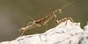 Rivetina baetica, scheda. Rivetina baetica, foto