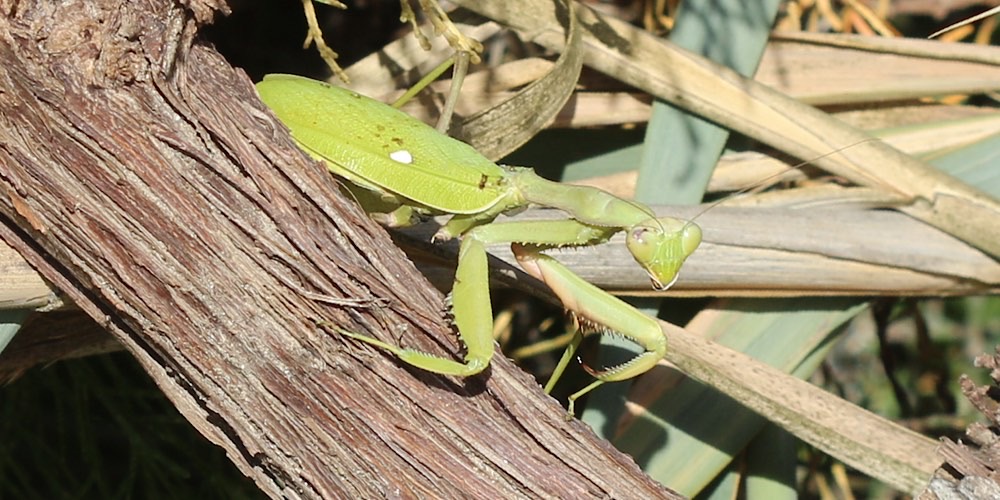 Sphodromantis viridis (Mantide gigante africana), foto di esempio dell'animale.